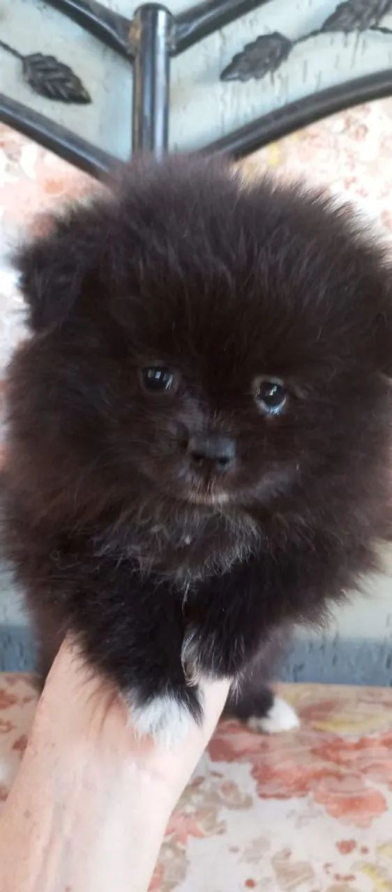 Spitz alemão - Foto 4