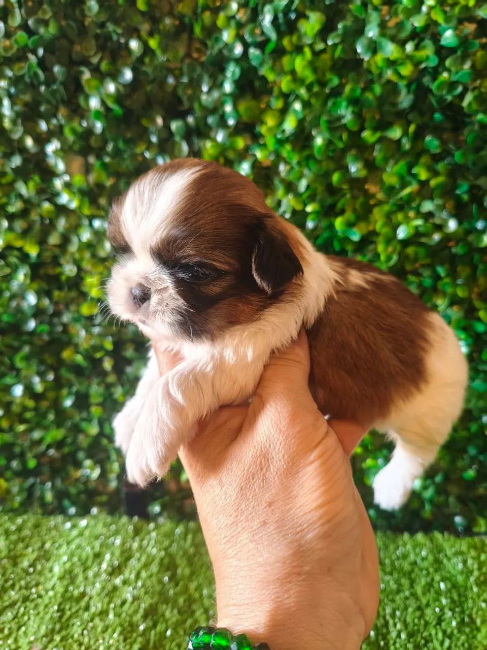 Shih Tzu macho micro 