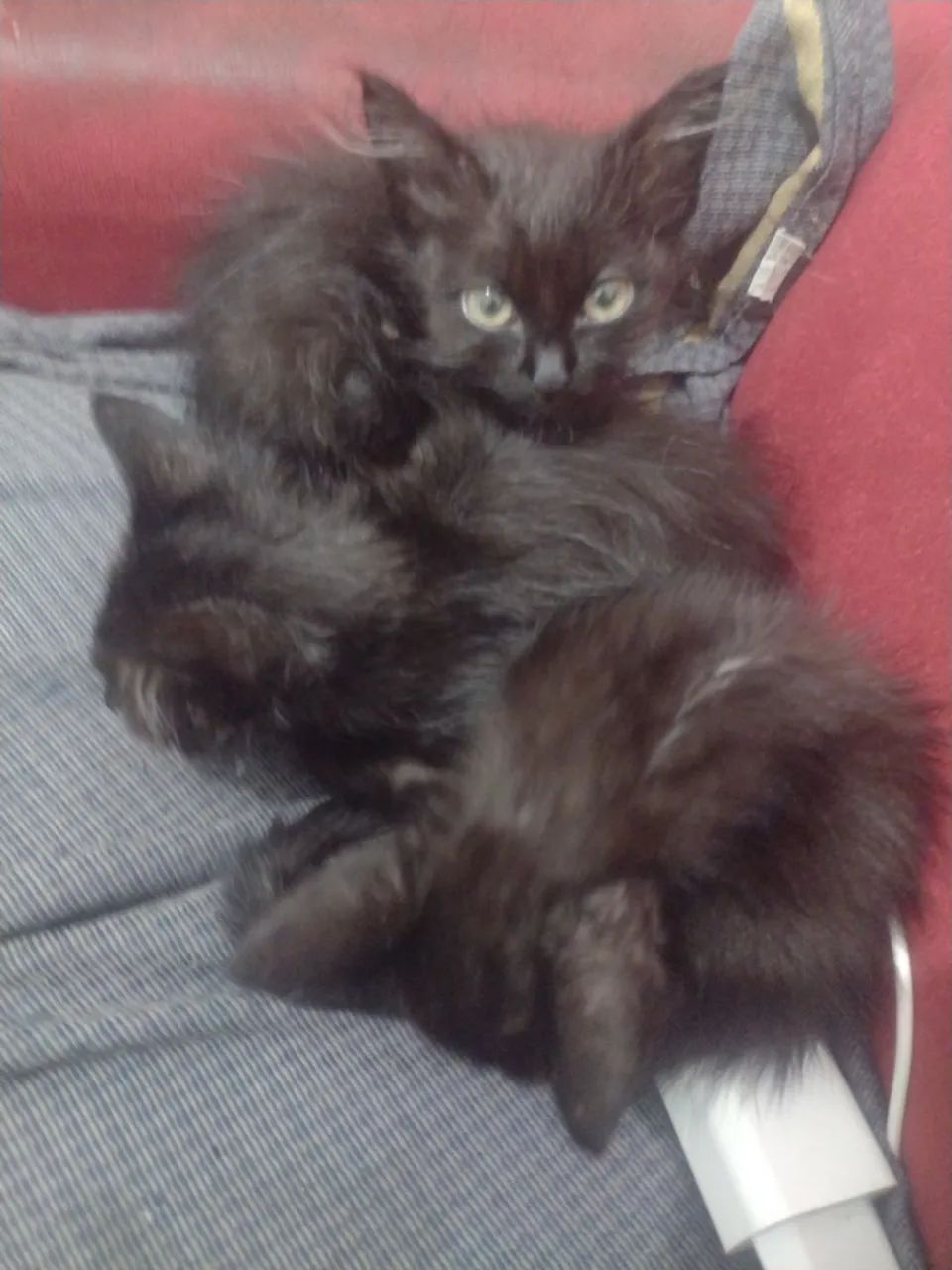 Gatos 