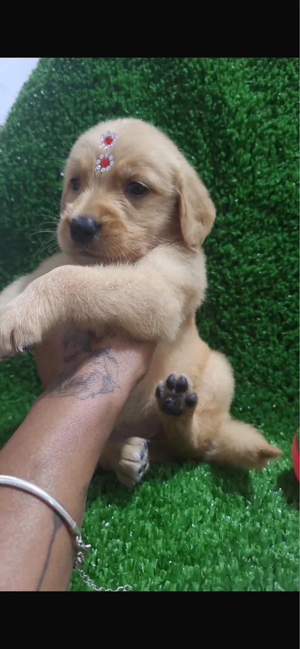 Golden retriever com assistencia e vacinas femeas 