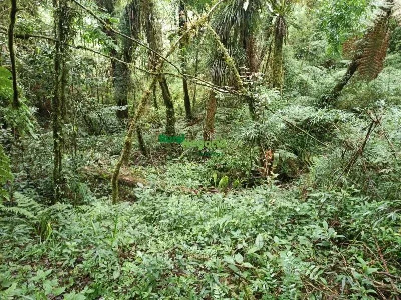 SÍTIO COM CACHOEIRA E SEM BENFEITORIAS EM CUNHA-SP - Foto 2
