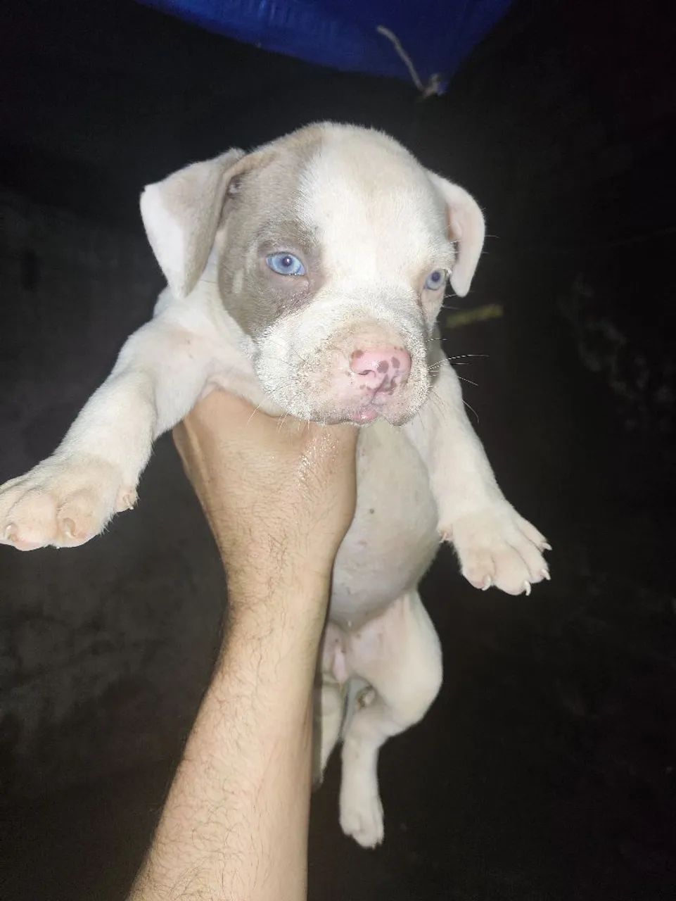 Pitmonster de verdade 