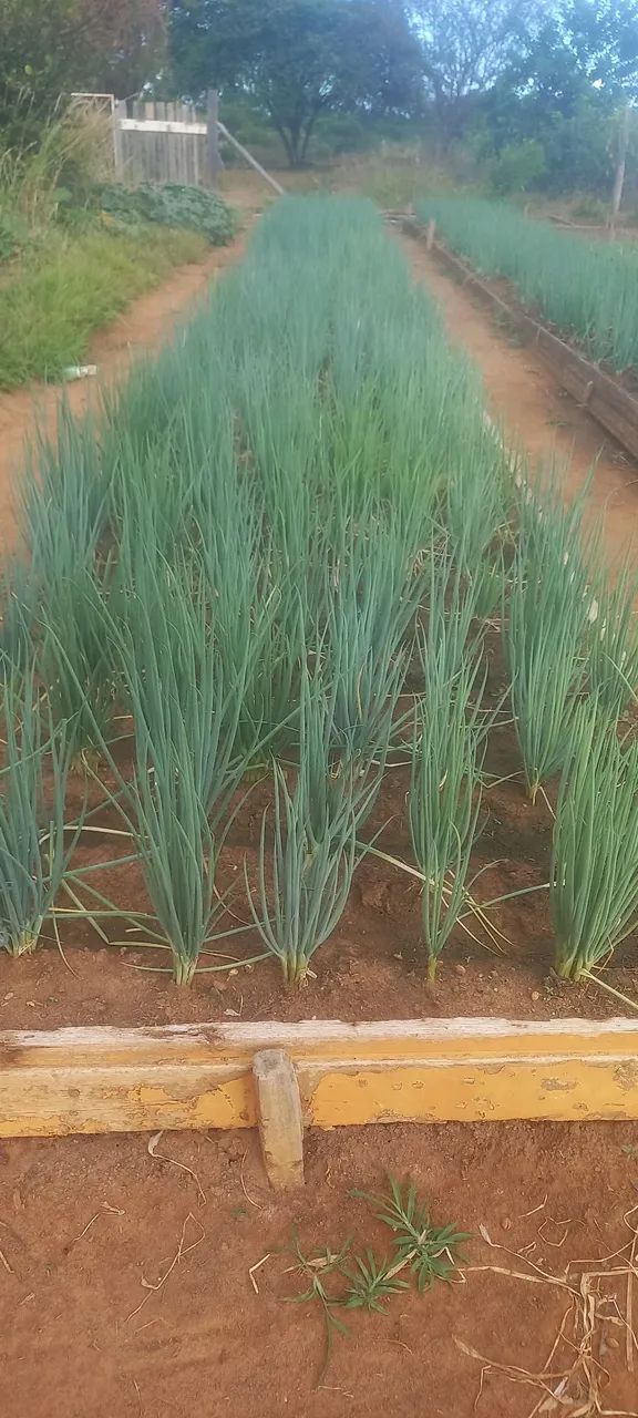 Vendo cebola  - Foto 3