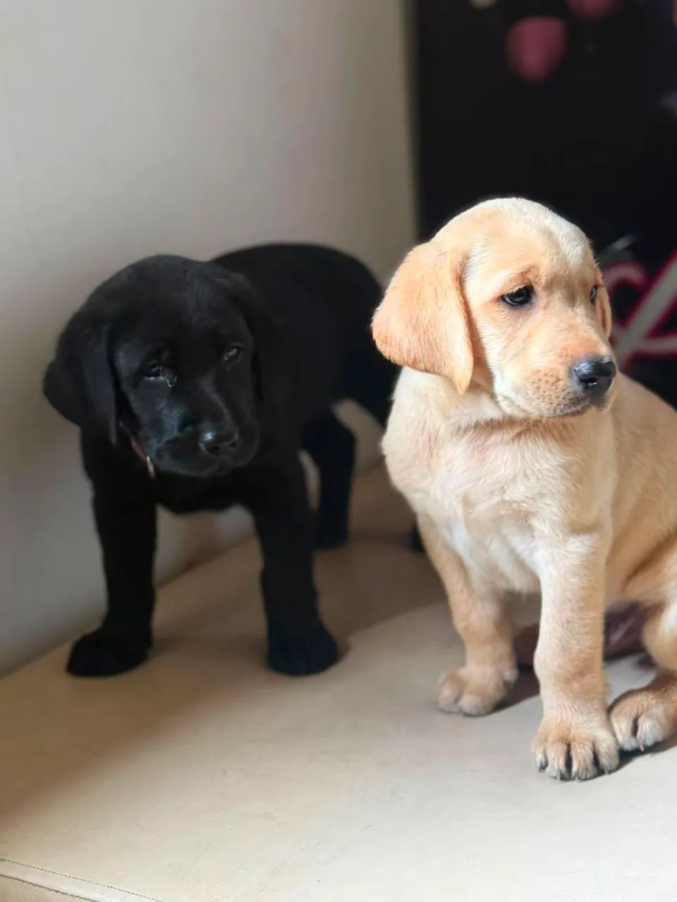 Labrador Retriver /cheios de energia.