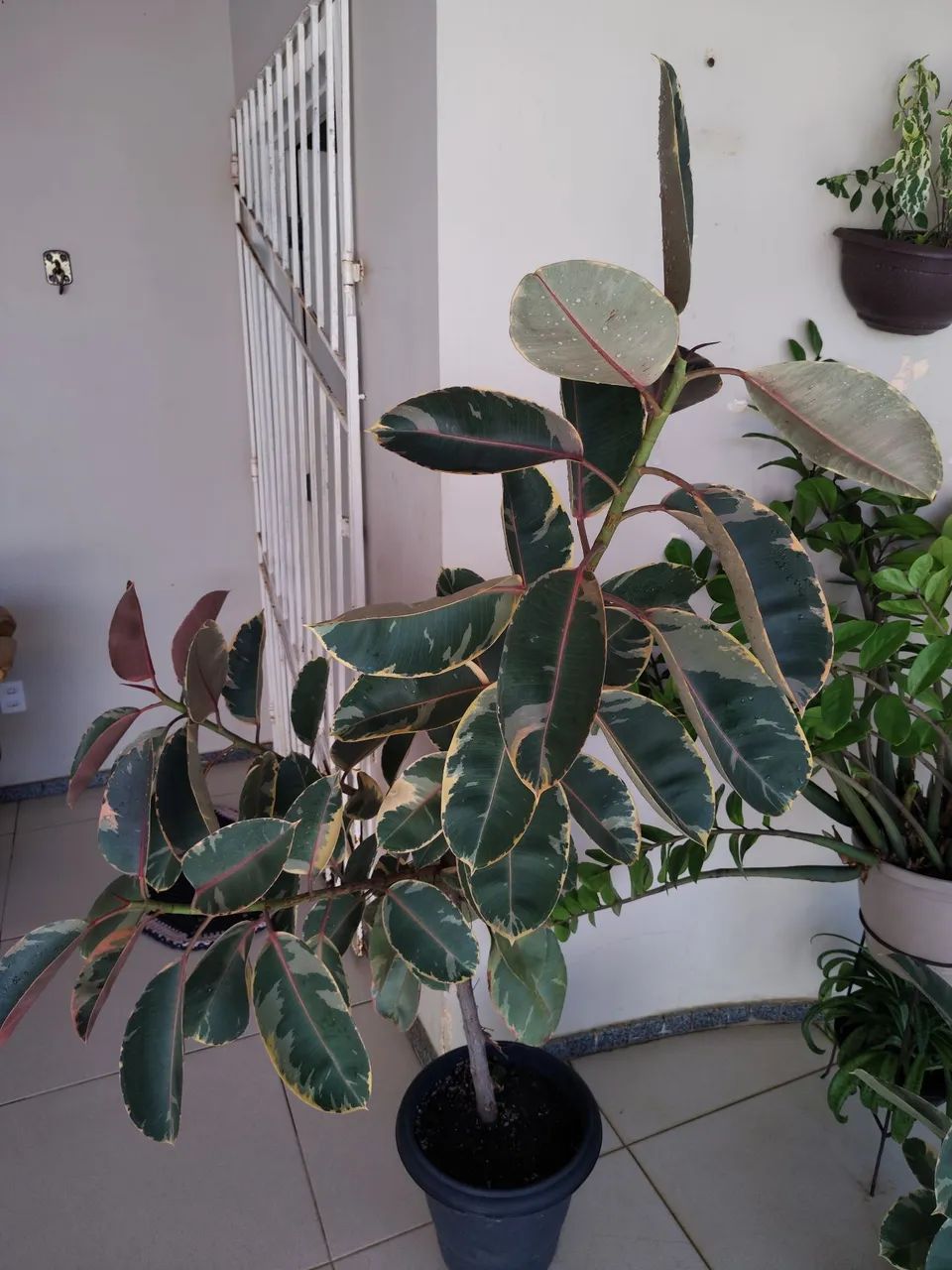 Lindas Ficus Elástica Ruby e Variegata!!! Ótimo preço, Aproveite!! - Foto 2