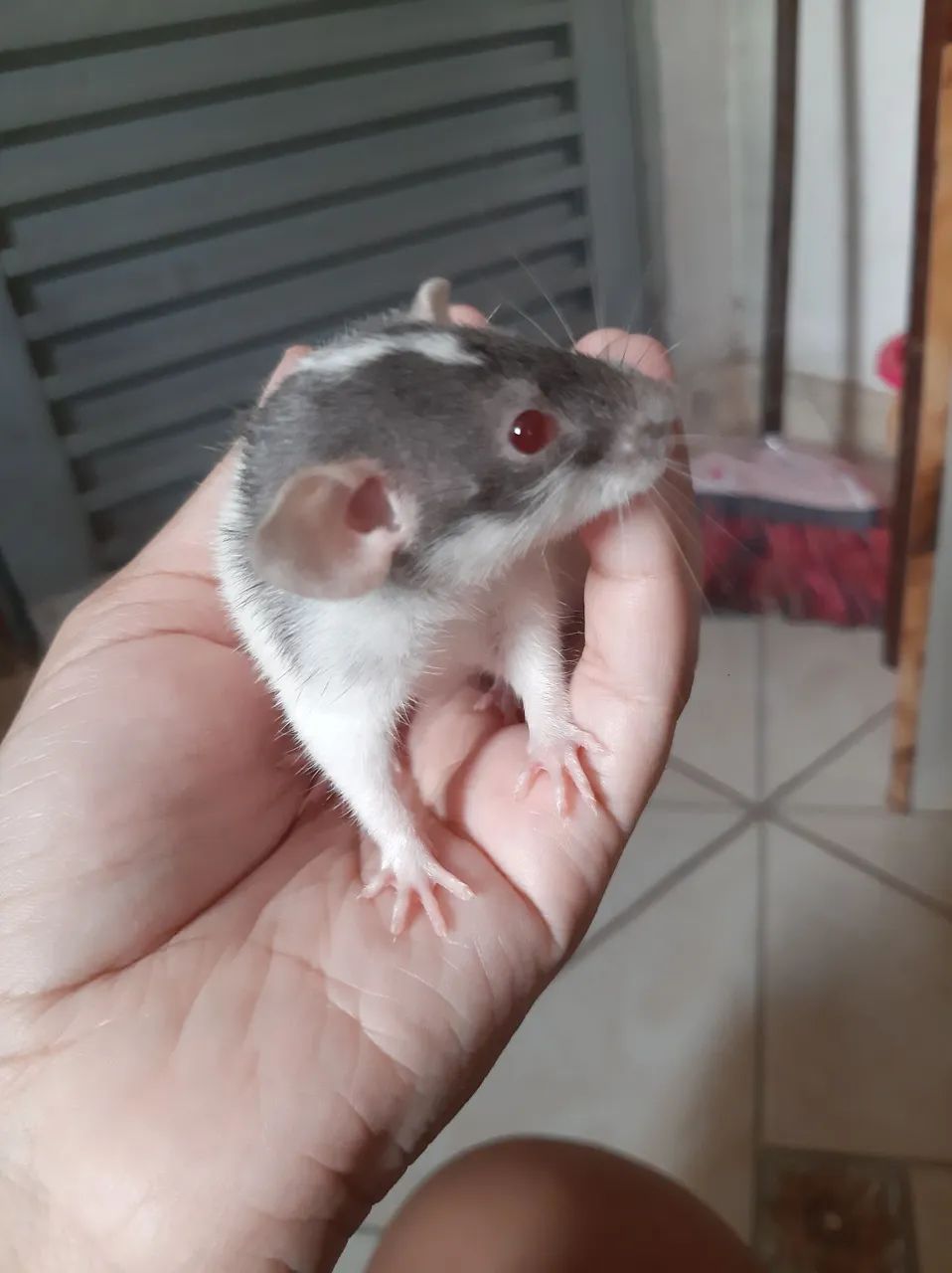 Rato twister  - Foto 2