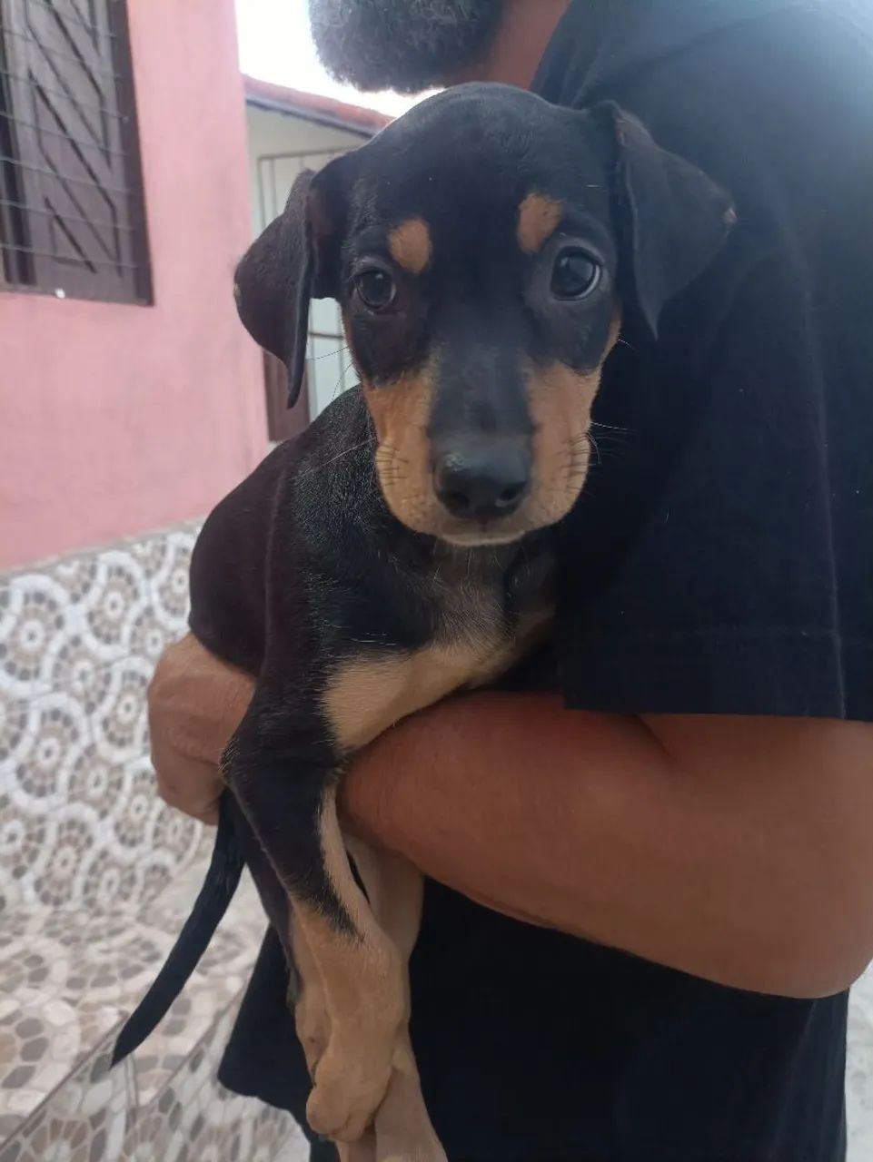 Adoçao responsável  - Foto 5