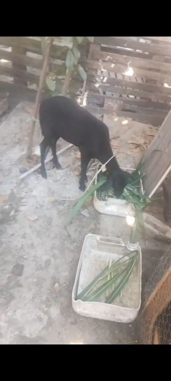 Ovelha Santa Inês fêmea  - Foto 5