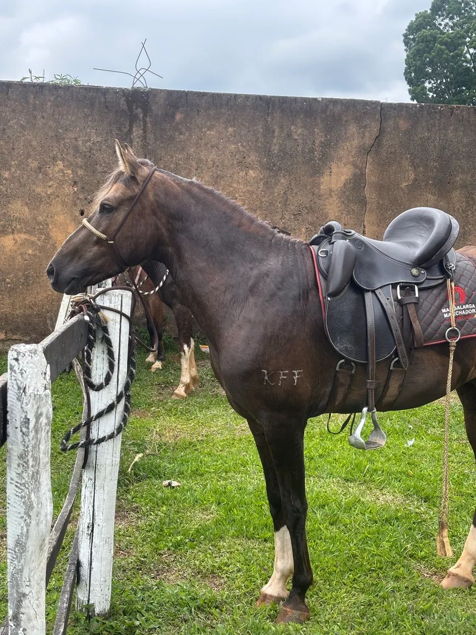 Mangalarga marchador filho do Fator da Cavarú Retã  - Foto 3