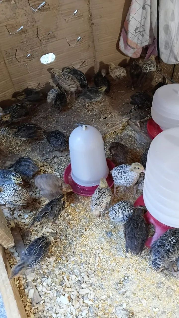 CODORNAS DISPONÍVEIS PARA CRIAÇÃO E PRODUÇÃO - Foto 2