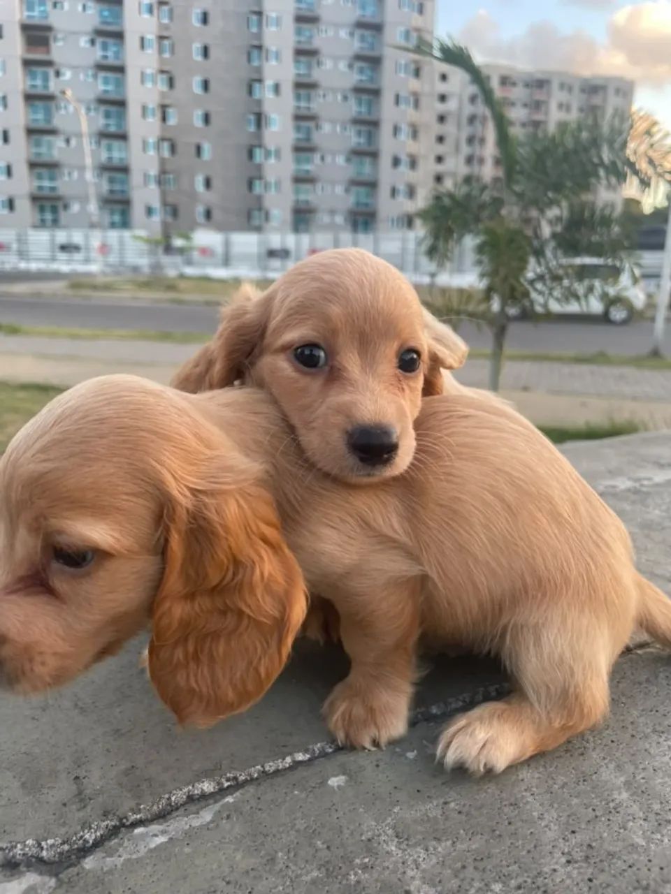 Conheça os pequenos do Imperior dos Dachs  - Foto 3