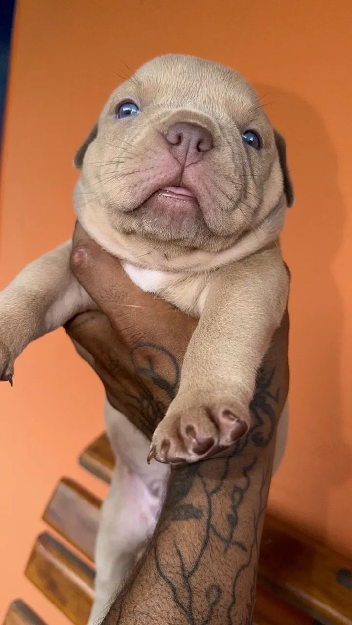 American Bully - Foto 5