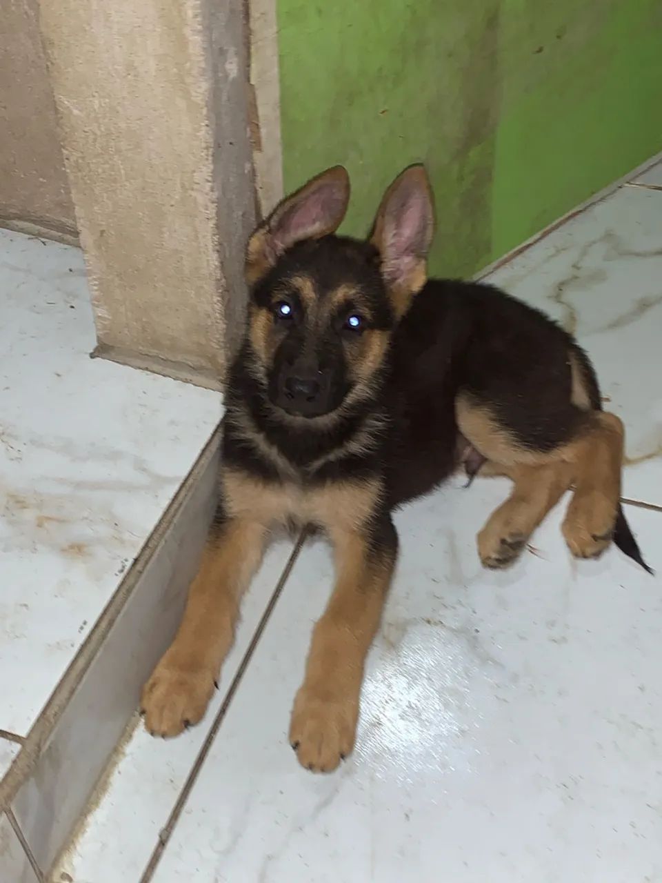 Cachorro - Foto 2