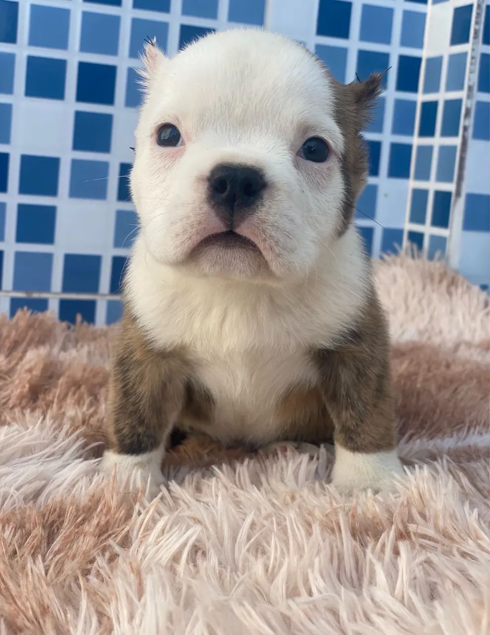 American bully micro - Foto 2