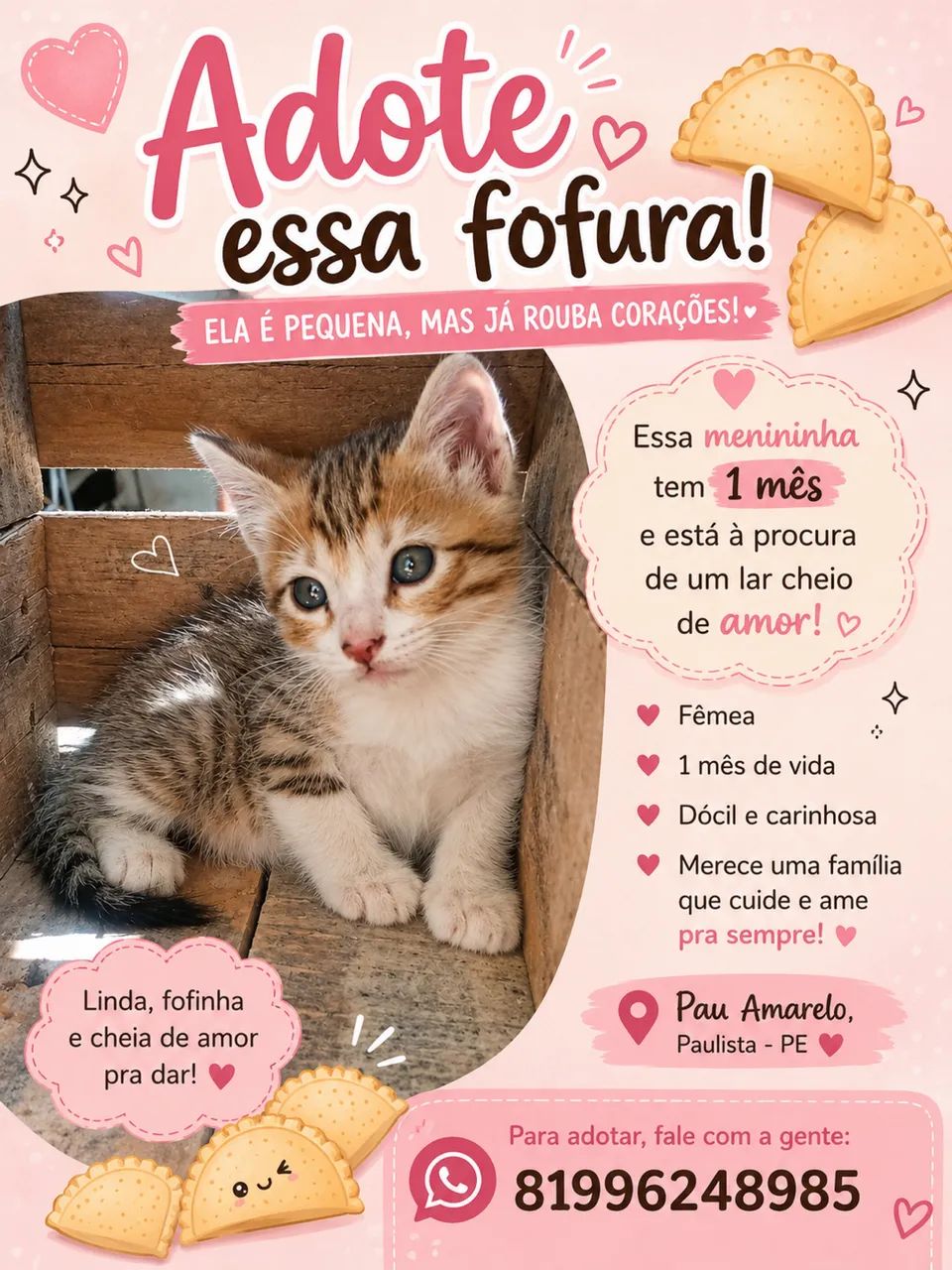 Gatinha procura lar