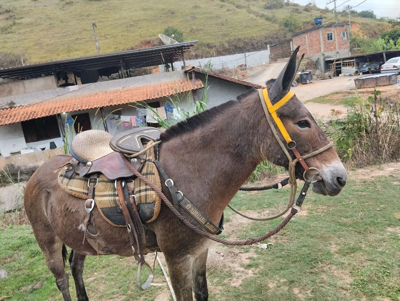 Vendo mula 