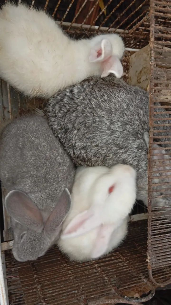 Filhotes de Coelho da Raça Rex - Foto 4