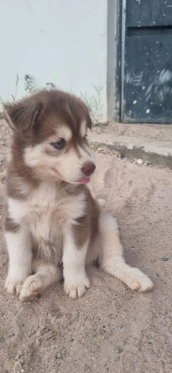 Husky Siberiano  - Foto 5