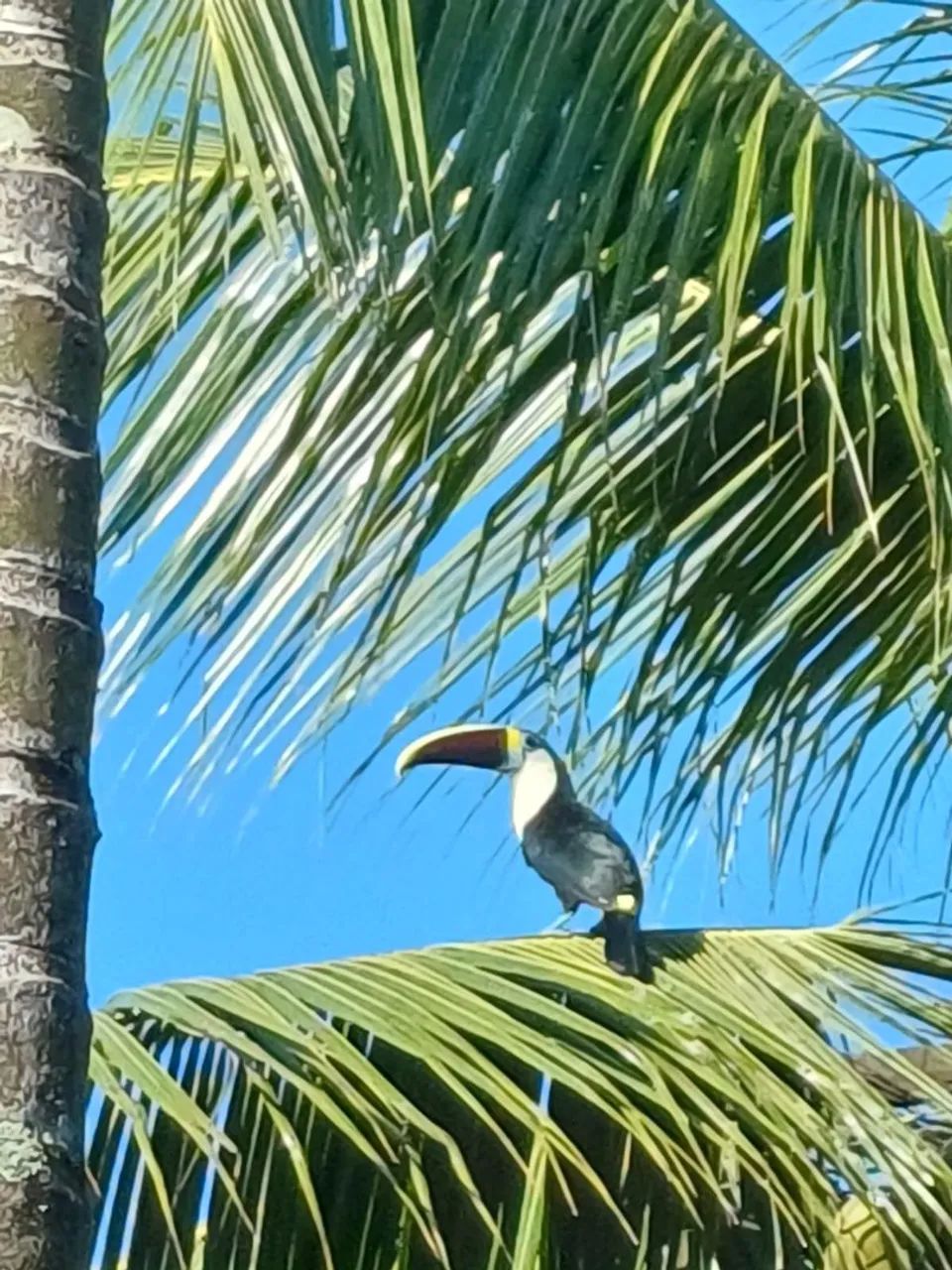 Vendo Exelente Chácara em Belém! - Foto 11