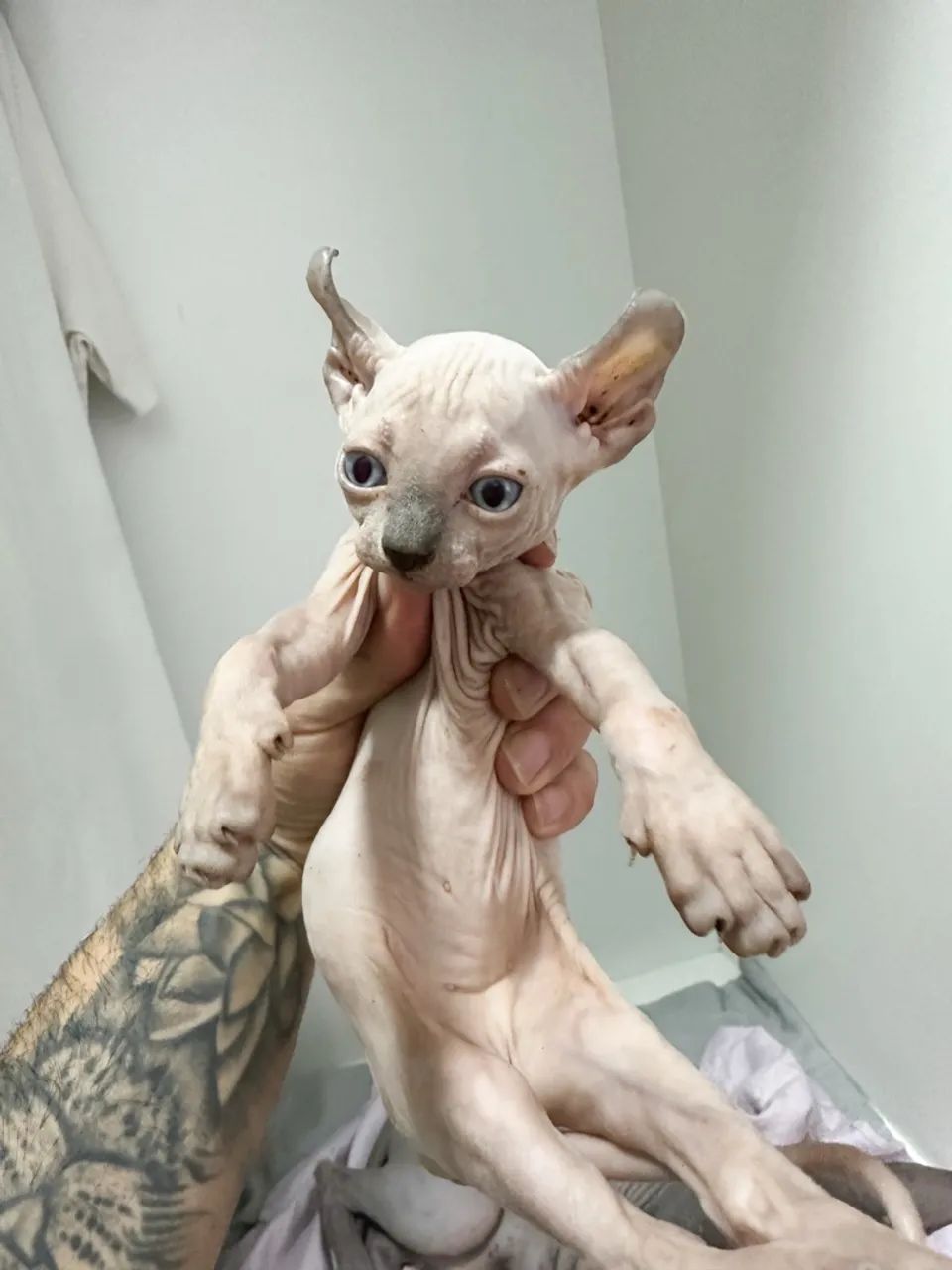 Sphynx macho elfo  - Foto 2