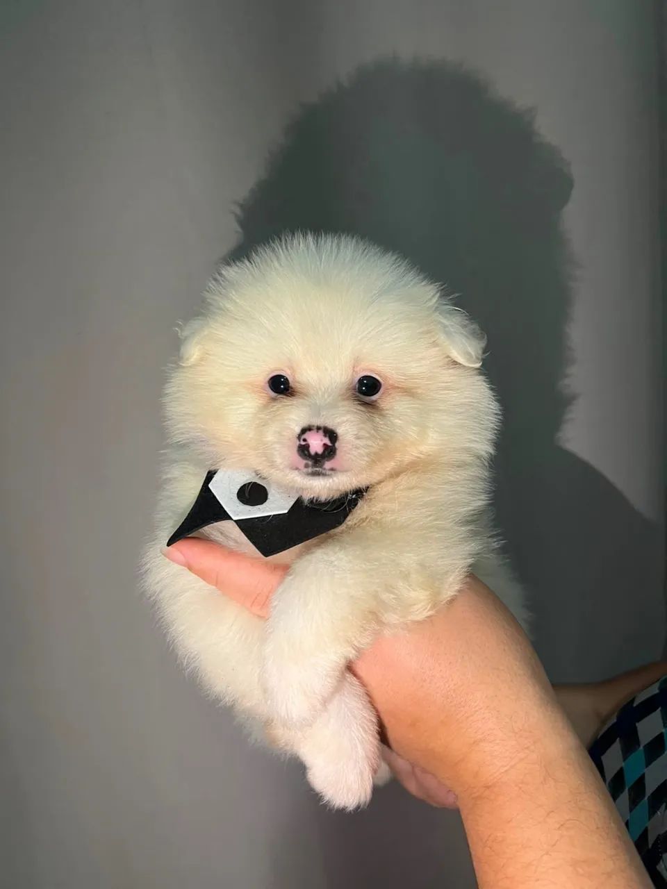 Filhote de Spitz alemão  - Foto 2