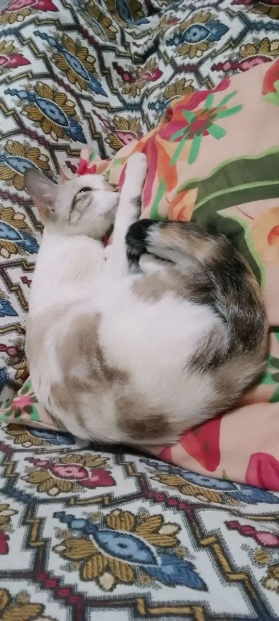 Gata castrada para adoção ou lar temporário  - Foto 5