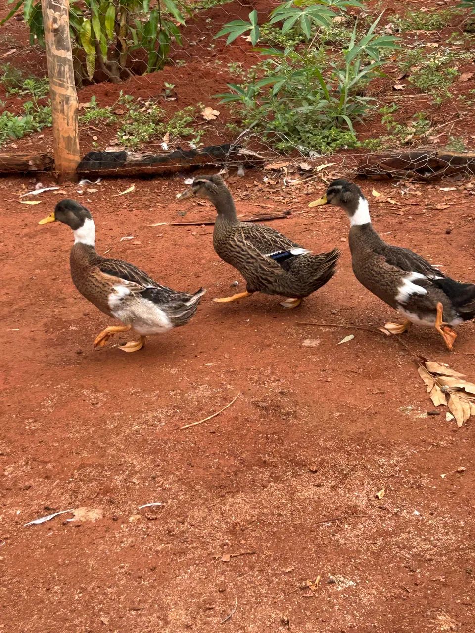 Vendo marrecos  - Foto 3