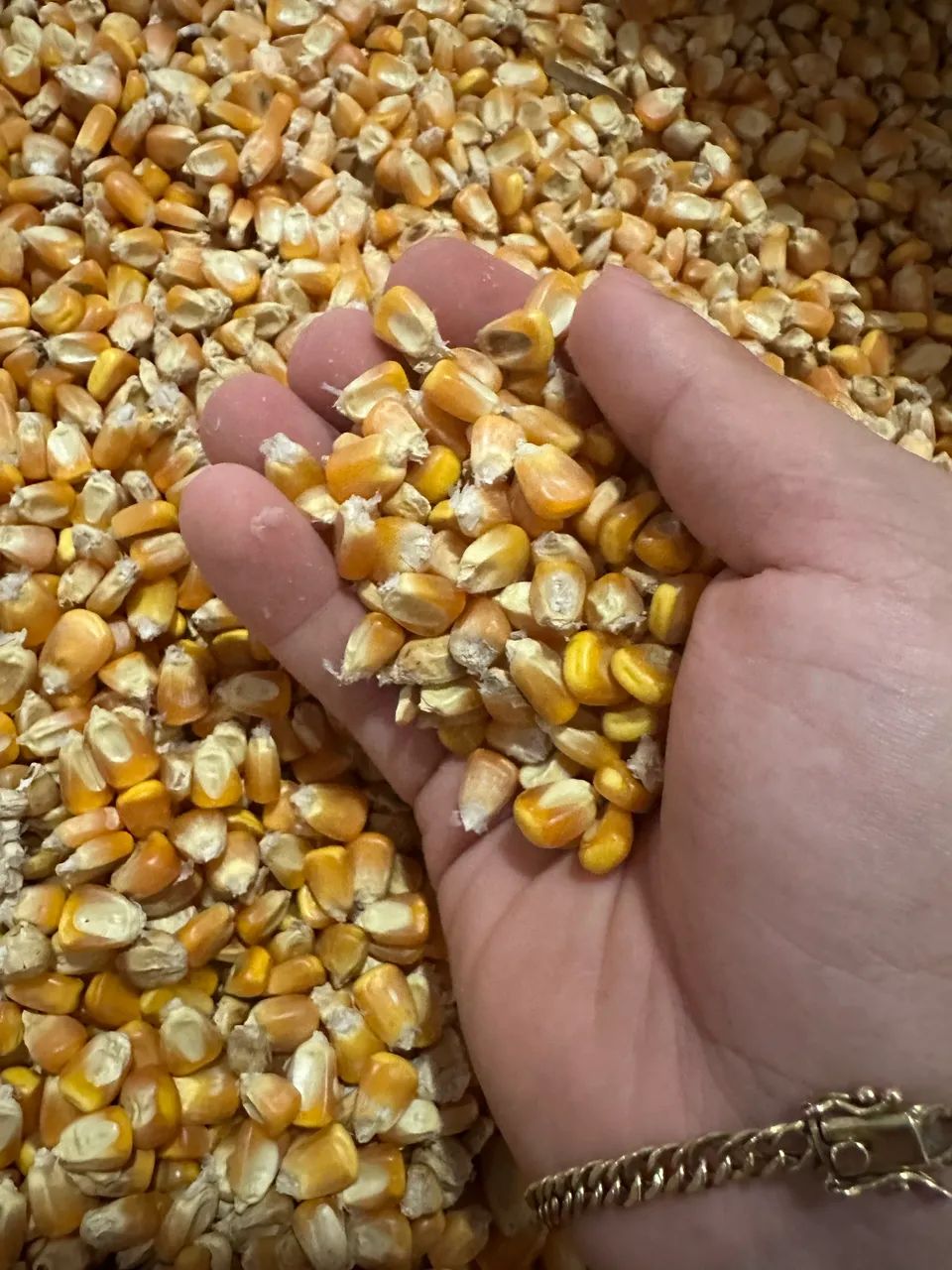 Milho para Ração 30kg - Moído, Inteiro e Quebrado - Foto 2
