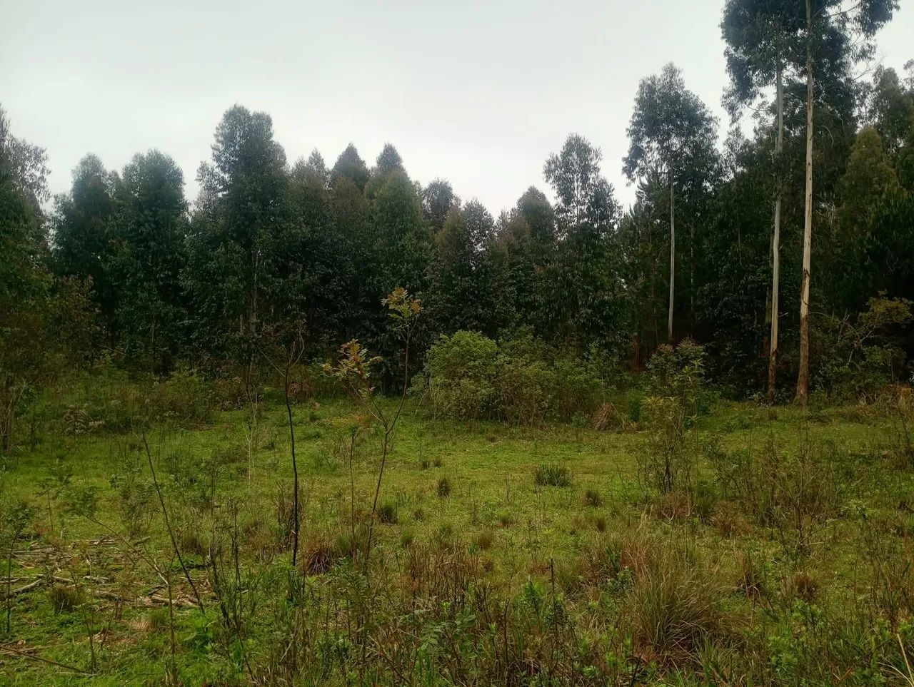Chácara a Venda  - Foto 2