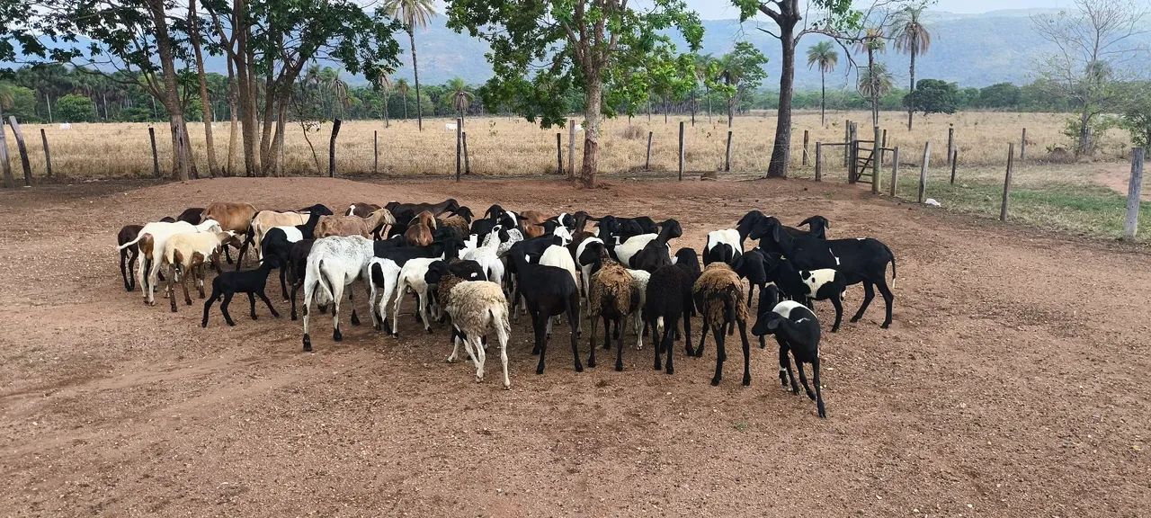 Ovelhas e carneiros 