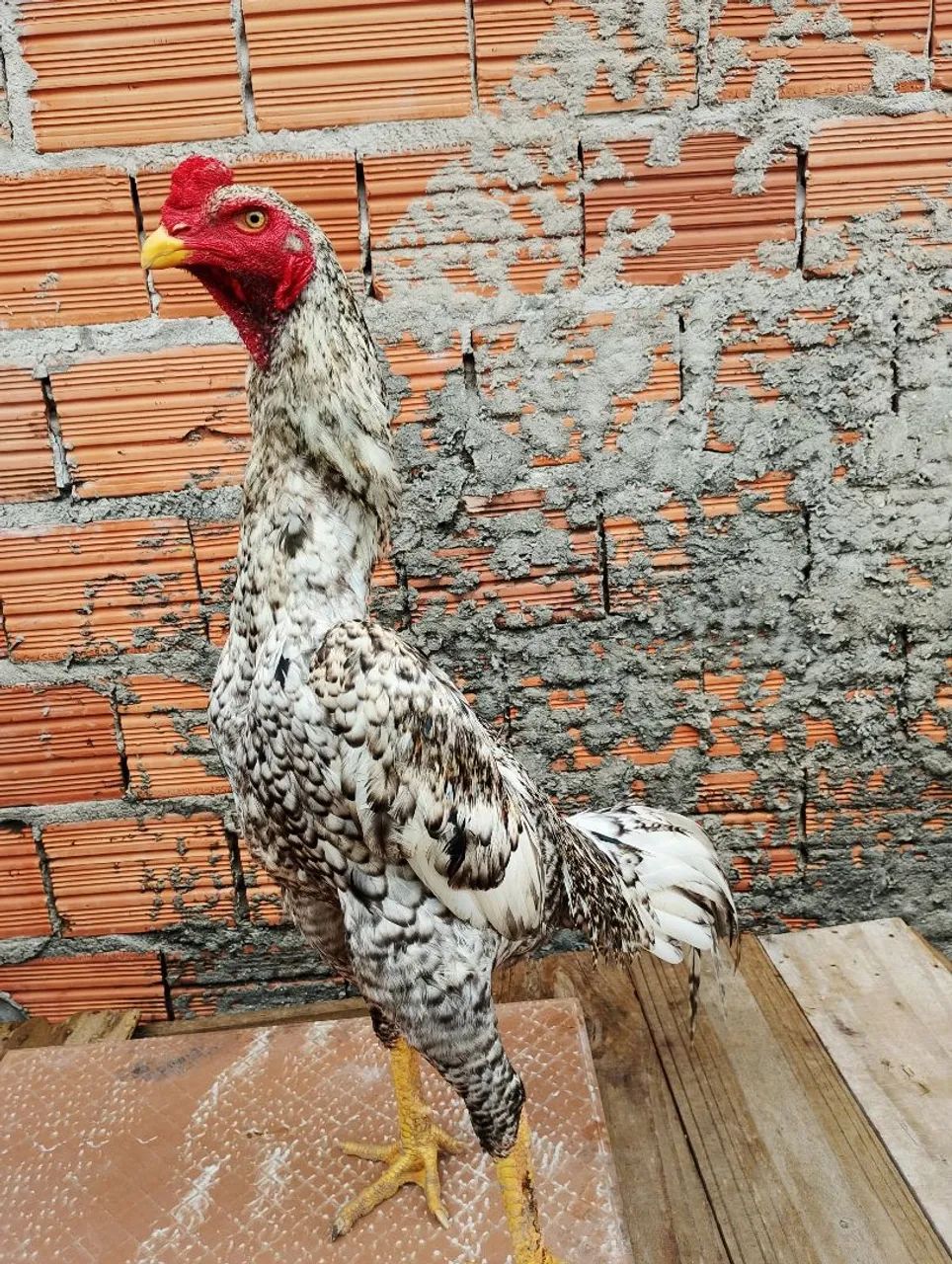 Shamo Puro , linhagem Tari tori x Alemão 7 meses de idade  valor 250,$ - Foto 5