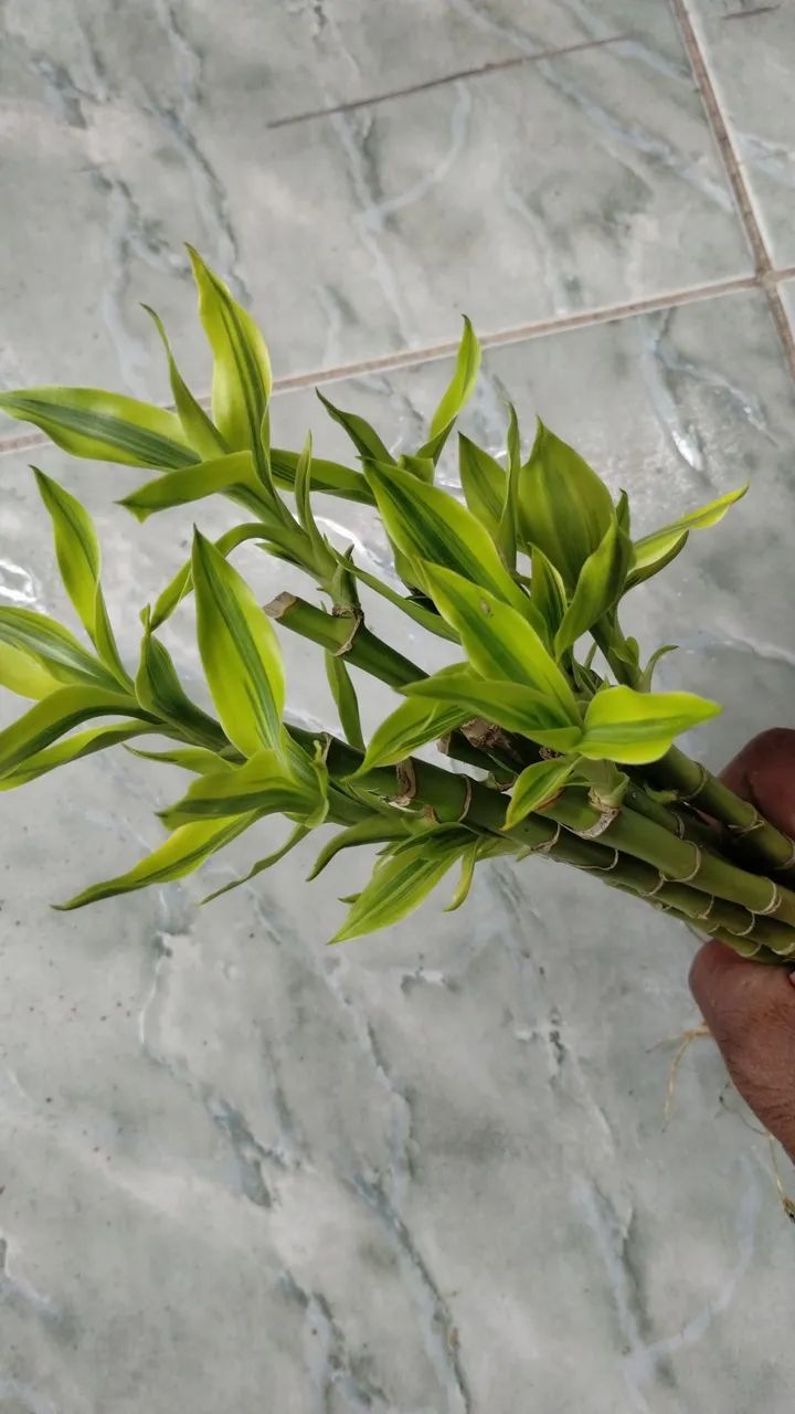 5 Mudas de Bambu da sorte - Foto 4