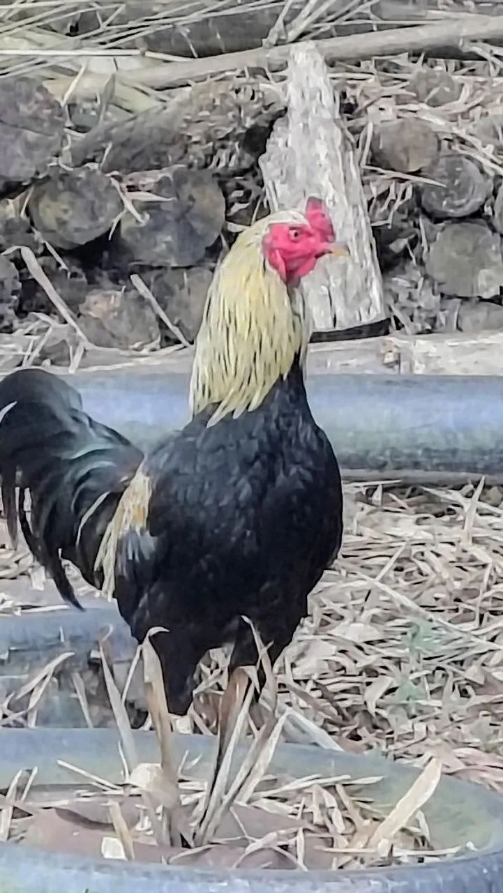 Galinha ?