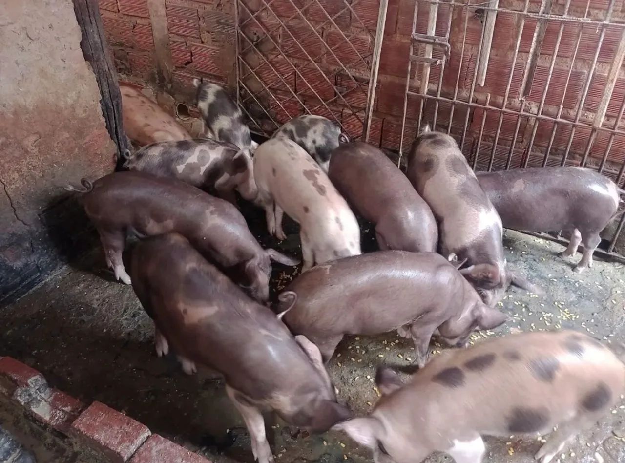Vendo leitão 