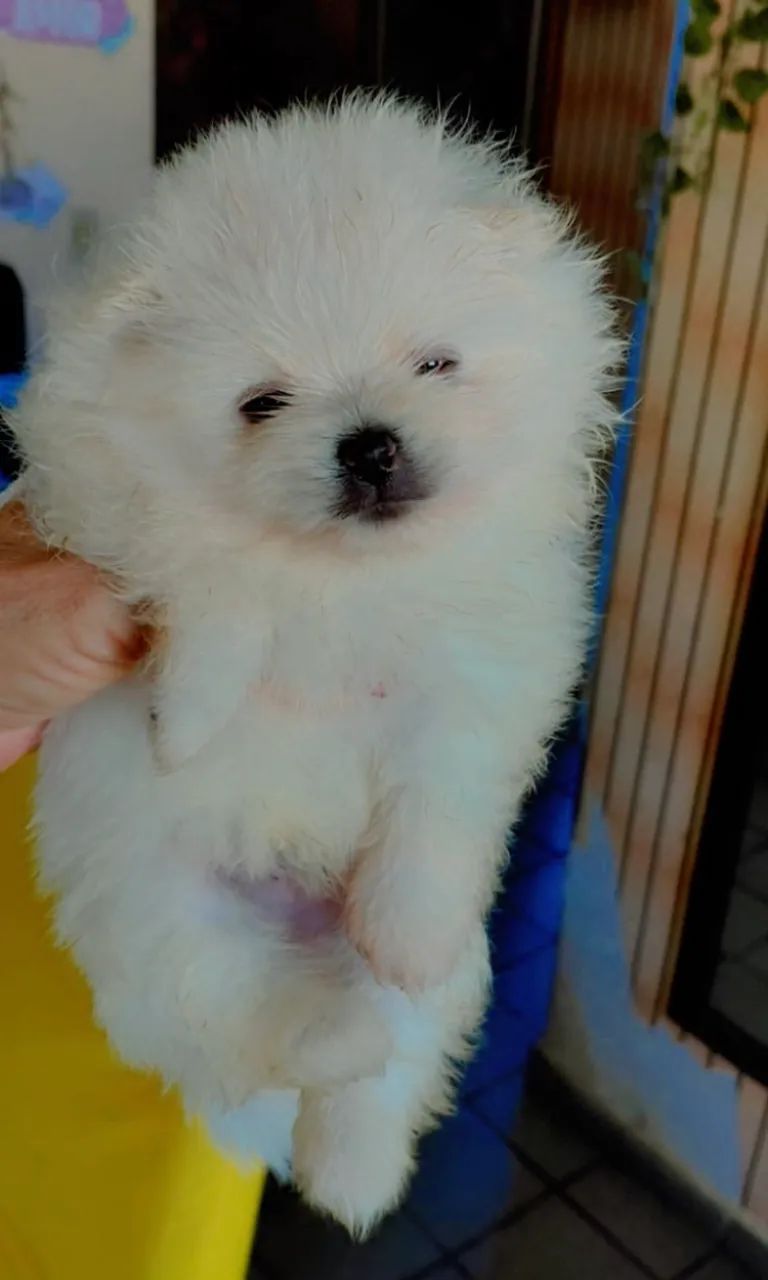 Spitz Alemão 