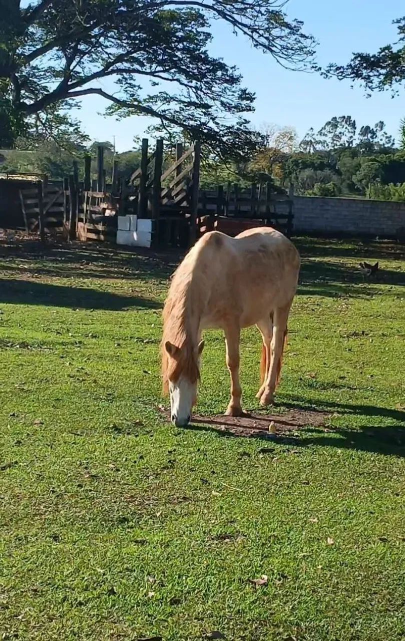 Vende se egua  - Foto 3