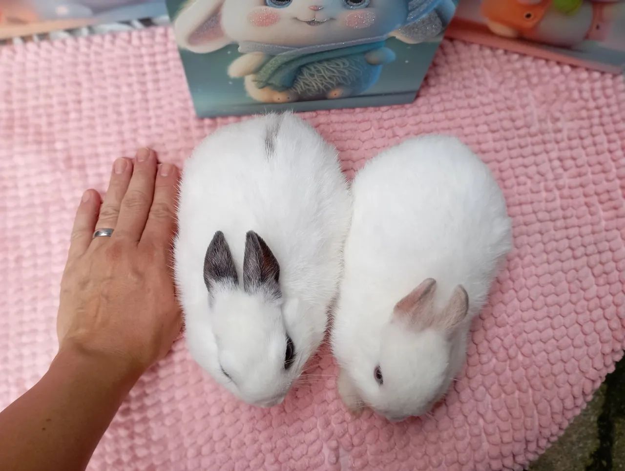 Anão Netherland Dwarf ? - Foto 4