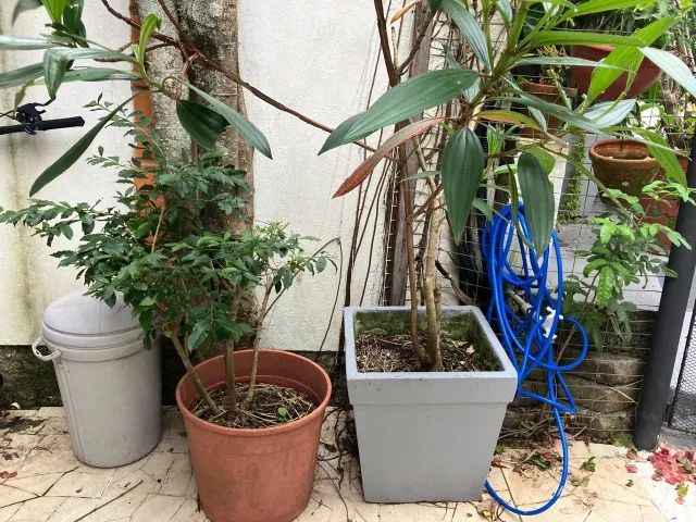 Vasos de plantas  - Foto 5
