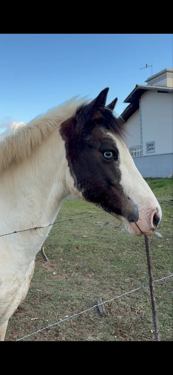 Cavalo criolo documentádo - Foto 2
