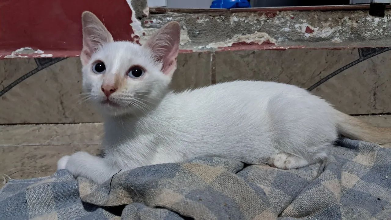 Doação Gatos - Foto 4