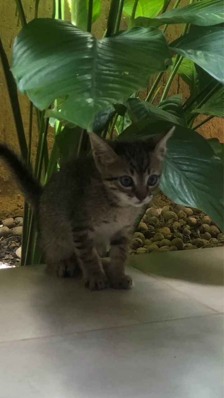 Doação de gatinhos