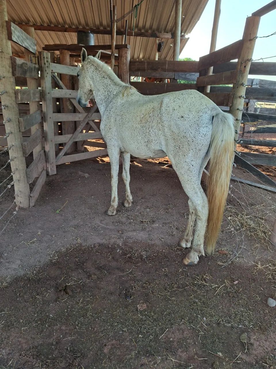 Vendo cavalo manso  - Foto 2