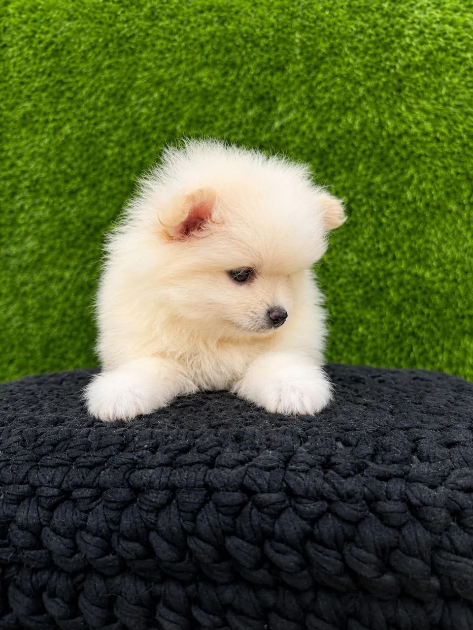 Spitz - Foto 5
