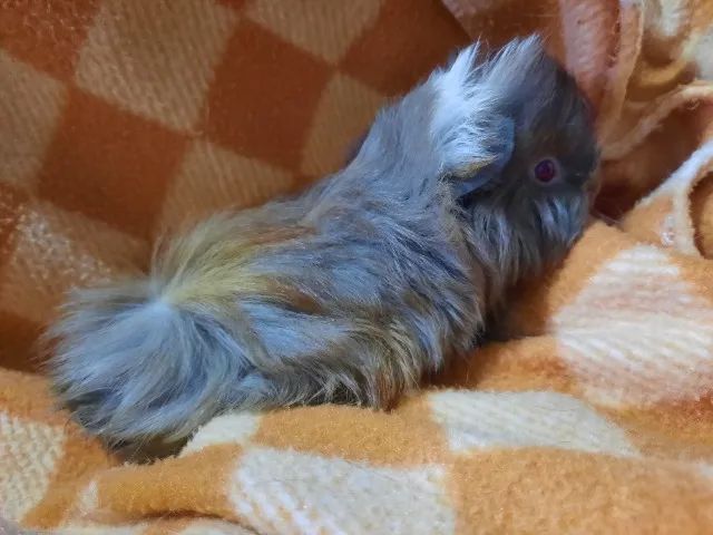 Porquinho da índia raça Peruano - Foto 2
