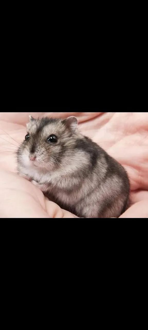 Hamster chinês  - Foto 2