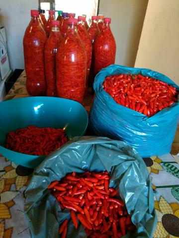 Pimenta malagueta