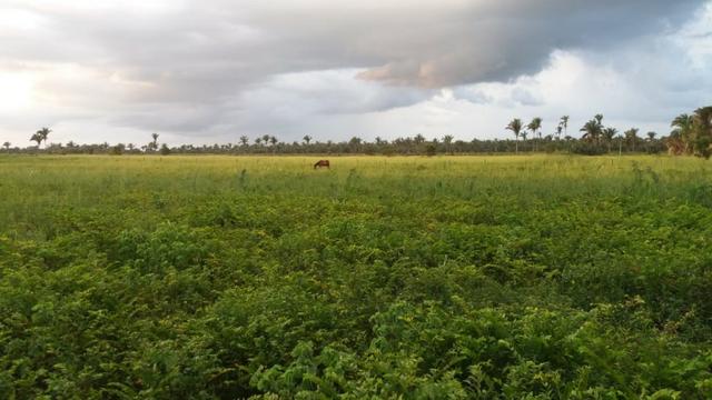 Fazenda montada em Itapecuru-Ma, 200 hectares,margeada pelo Rio Itapecuru! - Foto 2
