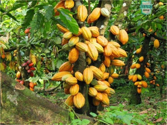 Aiquara . Ótima fazenda produtora de cacau - Foto 18
