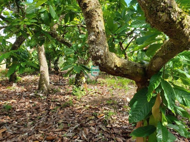 Ubaitaba. Fazenda de oportunidade. São 527 Hectares - Foto 18