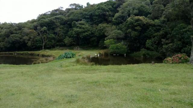 Fazenda para venda em balsa nova, são luiz do puruna 800 m do pedagio, 2 dormitórios, 2 ba - Foto 3